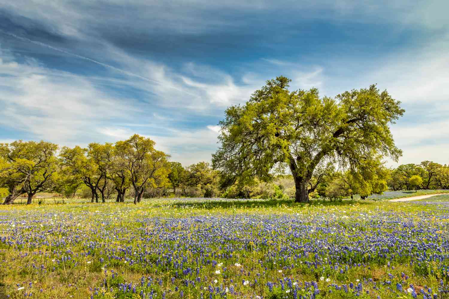 Quy trình vận tải hàng không từ Việt Nam đến Texas